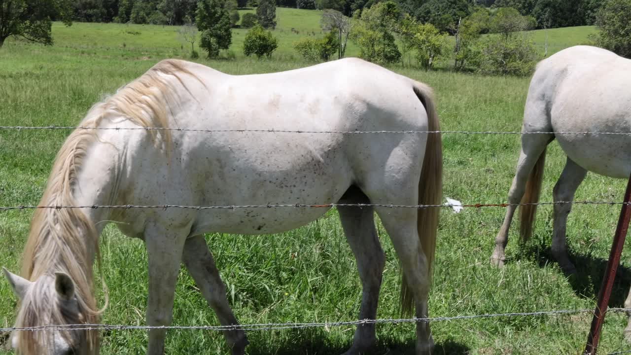 dos caballos pastando pacíficamente en un campo soleado