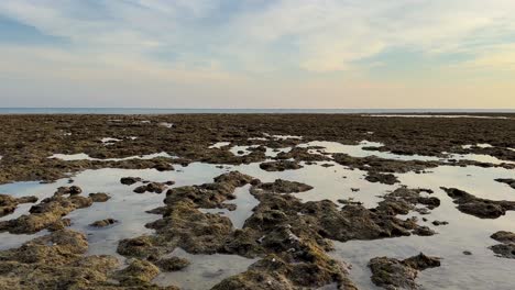 low depth beach in tidal moment tide effect move sea water backward and coral erosion coastal rock reveals small pond and marine creature in a wonderful landscape in qeshm island turtle gulfresort