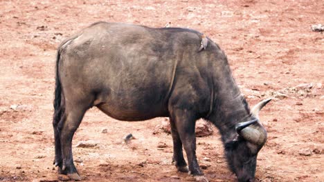 Los-Picabueyes-Comen-Parásitos-Del-Búfalo-Africano-En-El-Parque-Nacional-De-Aberdare-En-Kenia