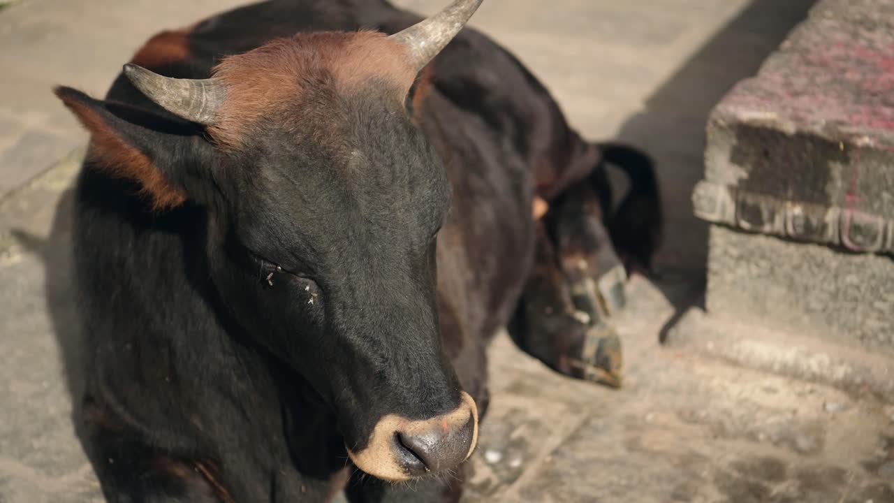 Cattle in Kathmandu in Nepal at Pashupatinath Temple, the Cow being Considered Holy and Sacred in Hindu Religion, a Famous Popular Tourist Site in Kathmandu