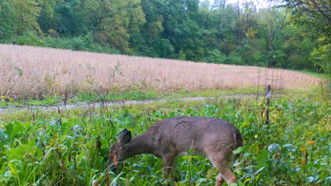 single whitetail deer yearling munching on a food plot next to a mature soybean field in the midwest