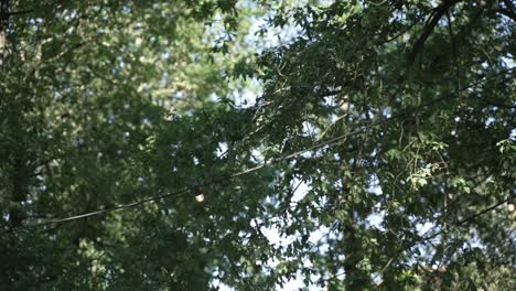 Luces-De-Cadena-Colgadas-Entre-Ramas-De-árboles-Verdes-En-Un-Entorno-Soleado-Al-Aire-Libre