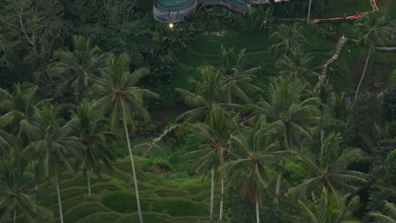 Risaie a terrazze fiancheggiate da palme con piscina ad Alas Harum, Indonesia.