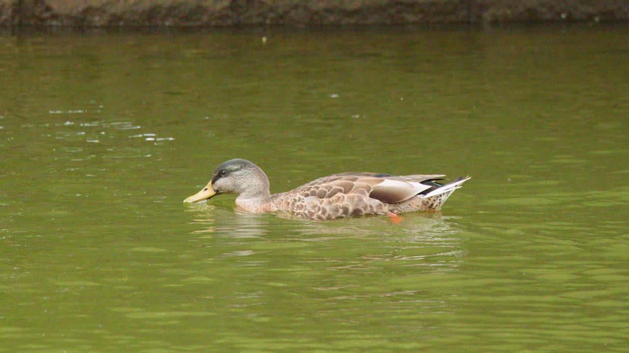 Mallard duck glides across tranquil green lake, natural daylight, steady camera, peaceful outdoor setting