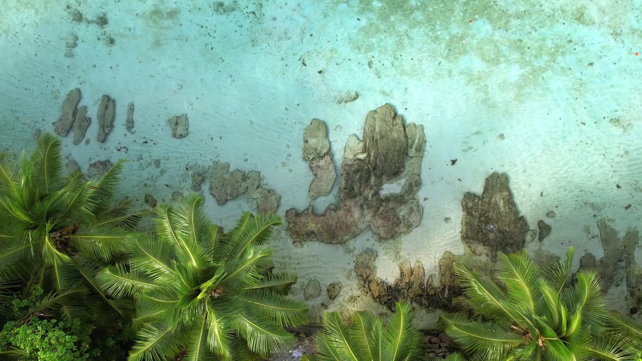 야자수, 바위 바위, 맑은 바다, 마헤 세이셸이 있는 해변의 드론 샷 공개