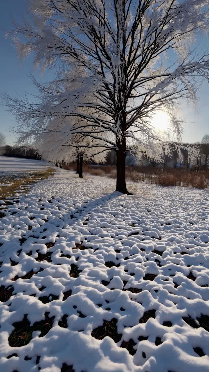 Wide-angle video capturing a serene winter landscape with snow-dusted ground and bare trees