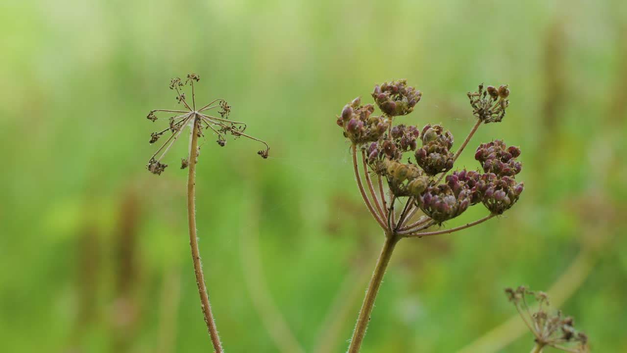 Close-up of wildflower seed heads moving in wind, soft natural light, shallow depth of field