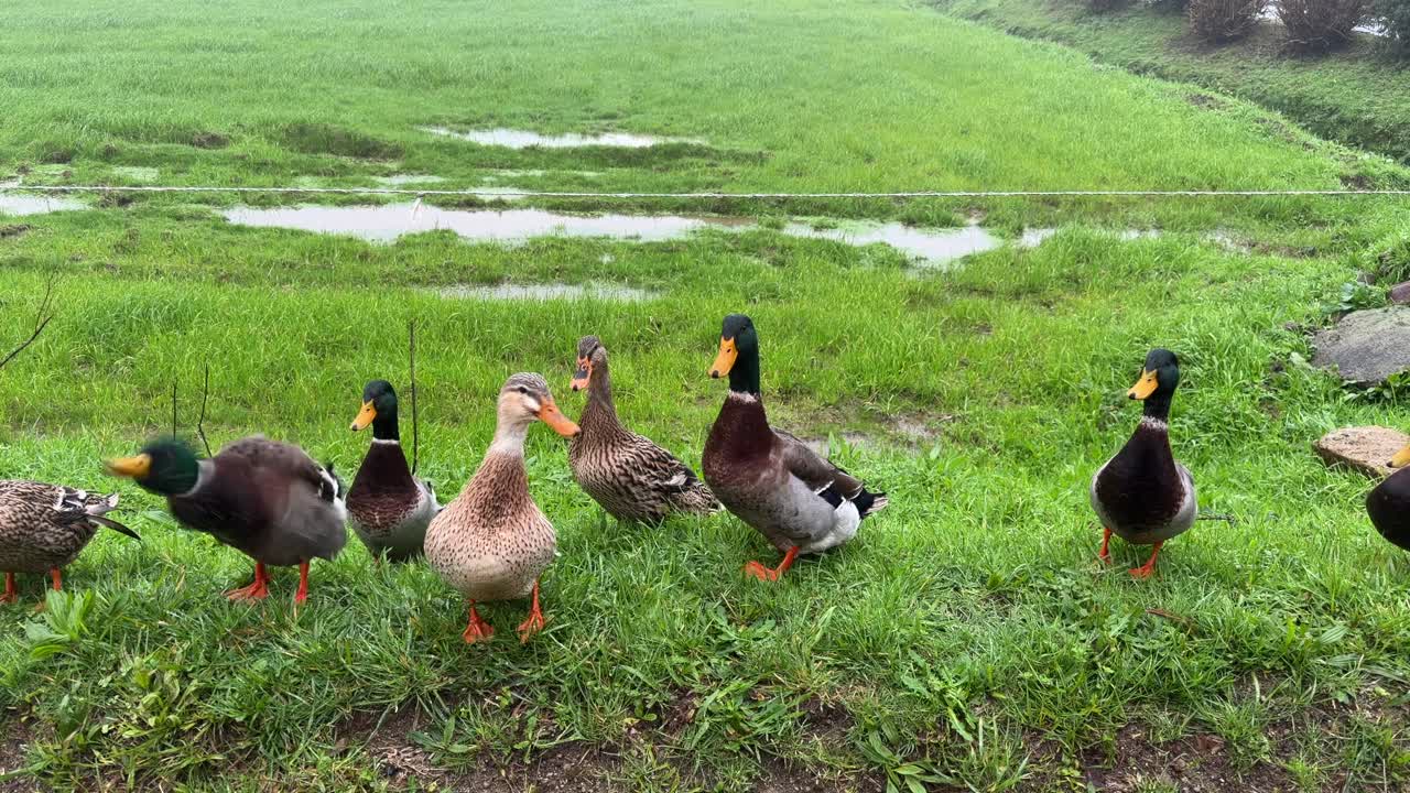 Group of ducks walking on grass near wet field in São Miguel Island Azores