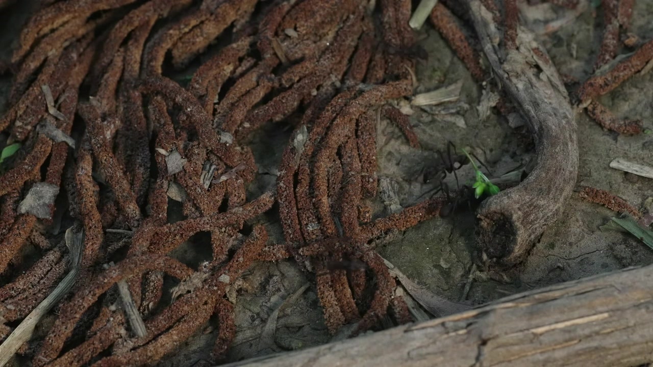 Formigas criam redes intrincadas no chão da floresta, tecendo entre galhos e folhas. Ideal para documentários de natureza e conteúdo educacional.