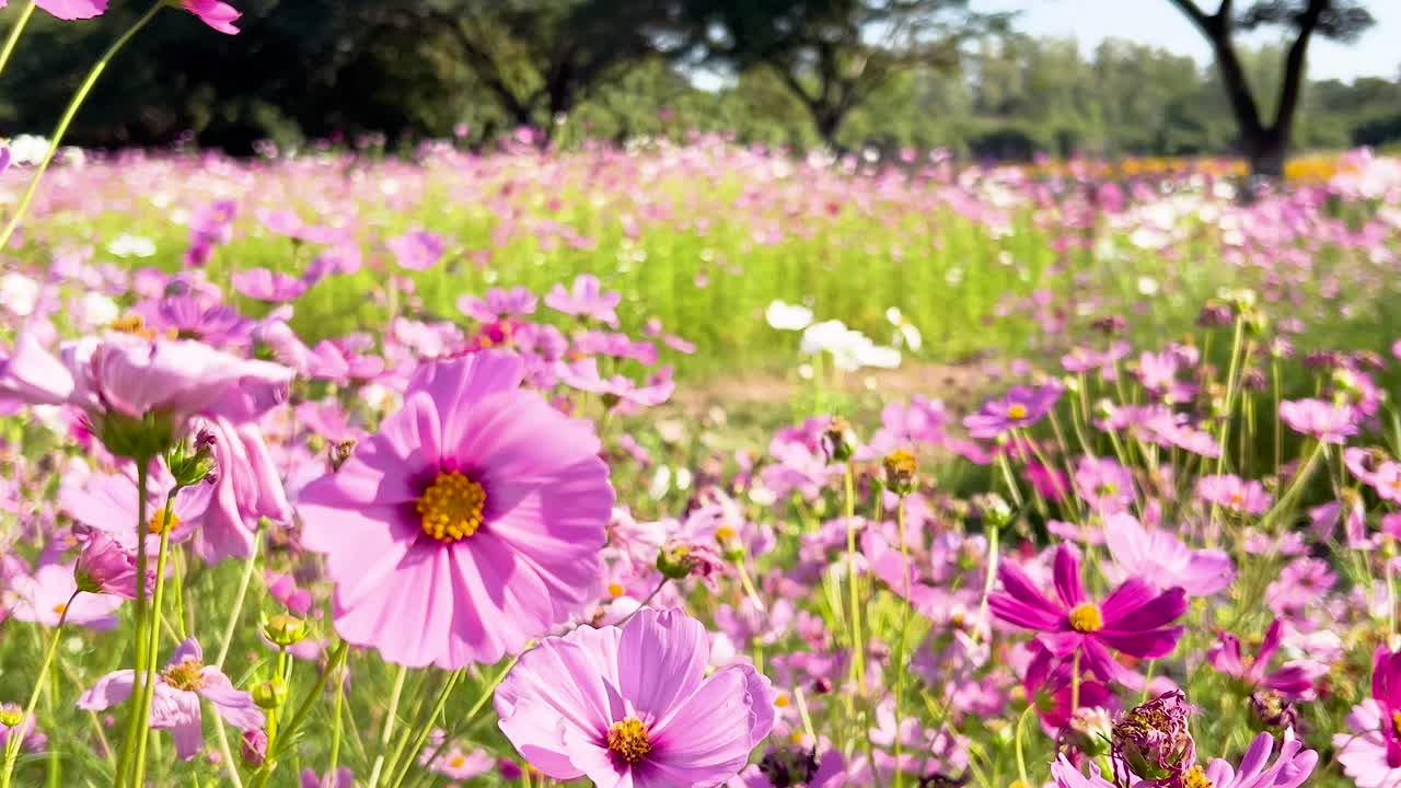 활기찬 우주 꽃이 바람에 흔들리고