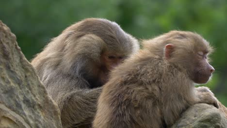 Curious-Hamadryas-Baboon-child-looking-around-with-eyes-wide-open,-green-lush-background