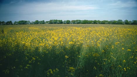 Campo-De-Colza-Amarilla-Ondeando-Al-Viento-En-Jutlandia,-Dinamarca