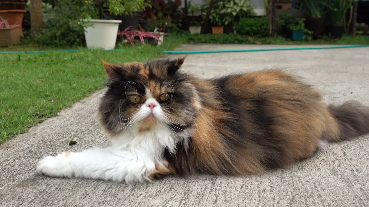 페르시아 고양이 낳기, dolly  4k