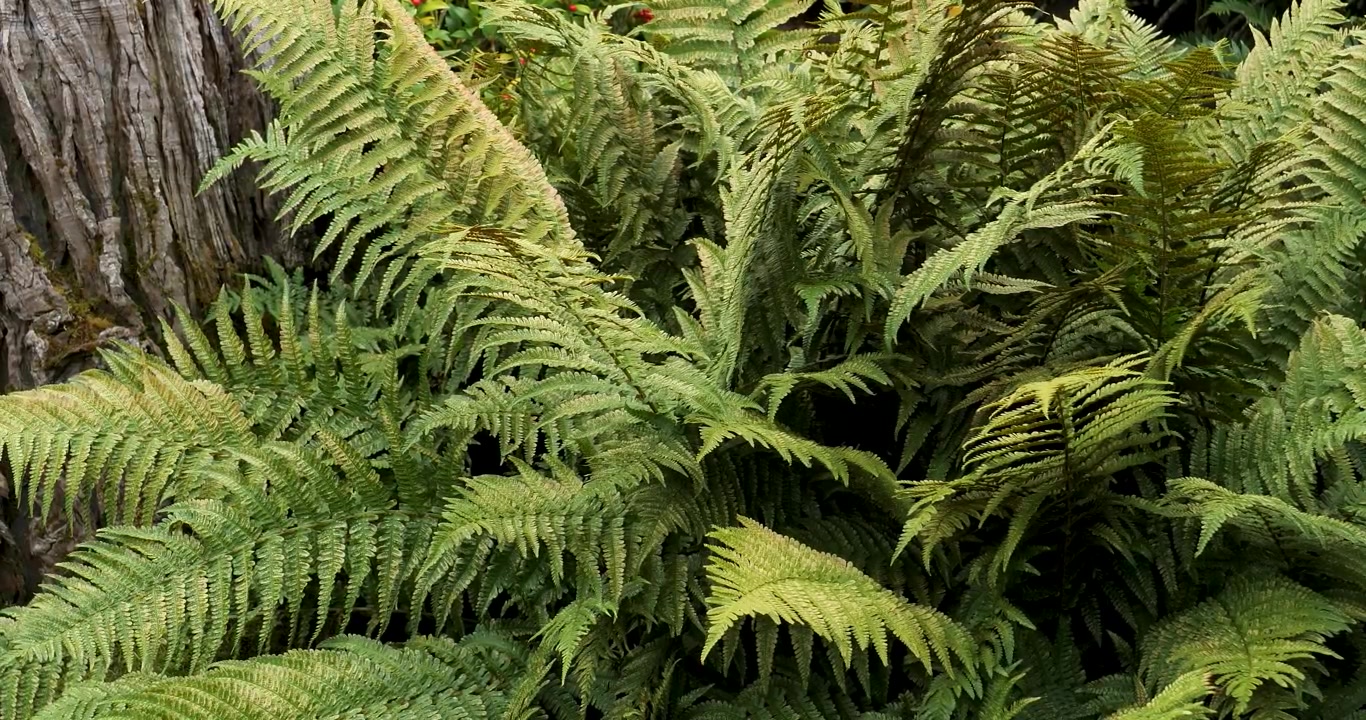Felce maschio (Dryopteris filix-mas) nei Giardini Butchart di Victoria, Columbia Britannica, Canada.