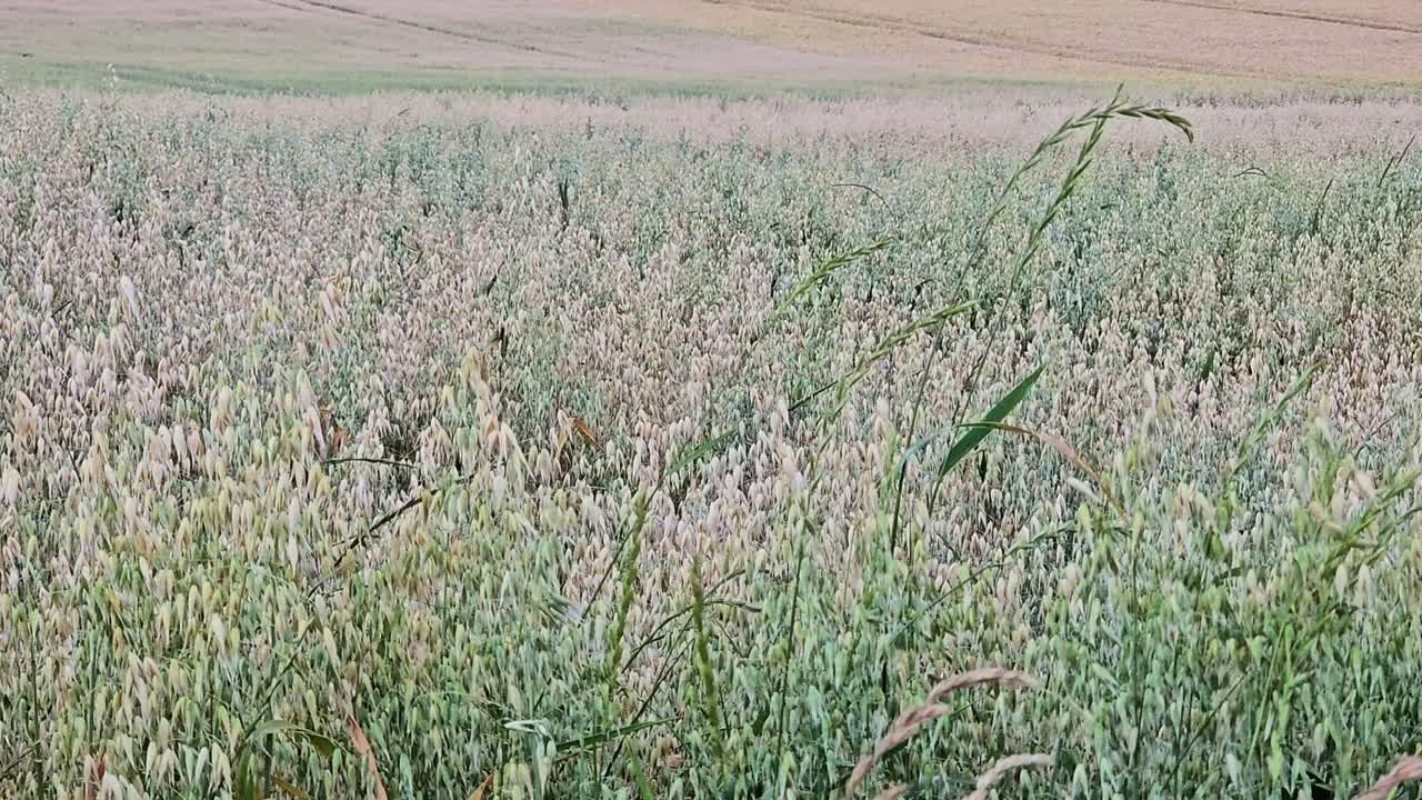 Campo di avena in estate: primo piano di avena verde e matura in un campo agricolo.