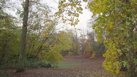 Breite-Kamerafahrt-Eines-Paares,-Das-Mit-Seinem-Laufenden-Hund-Im-Herbstpark-Spazieren-Geht