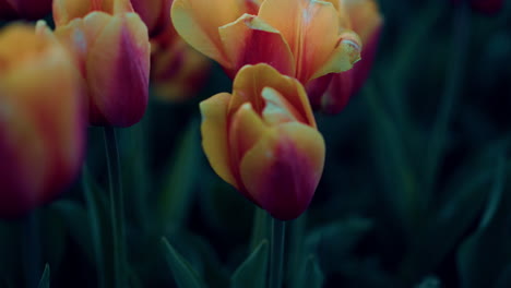 closeup tulips growing in spring garden. blooming flower with fresh green leaves