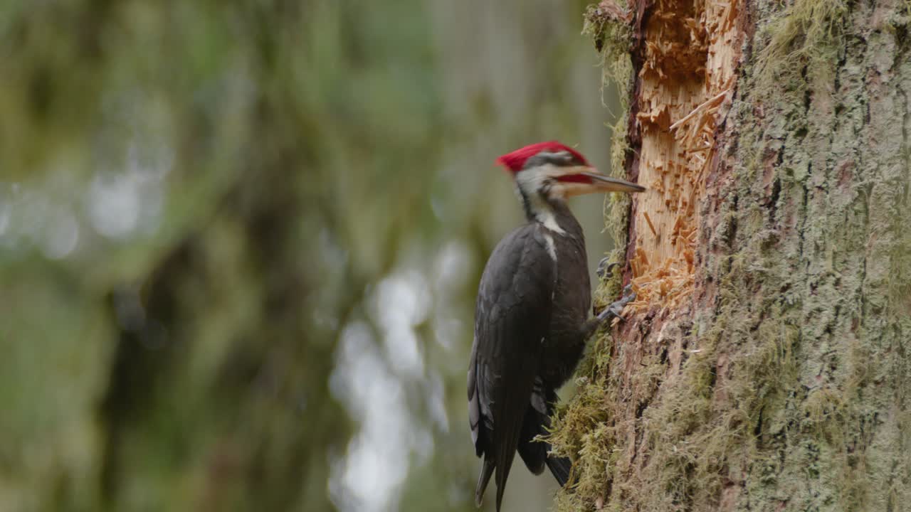 vista de perfil lateral de cerca de un pájaro carpintero macho cortando madera de árbol para comer