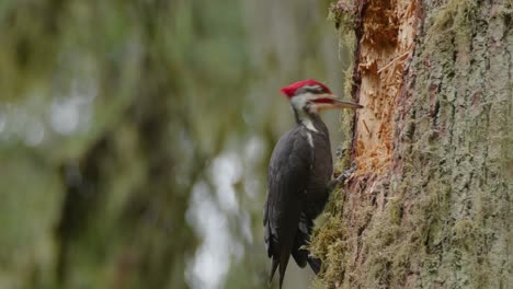 Close-up-side-profile-view-of-Male-Pileated-Woodpecker-chipping-tree-wood-for-food