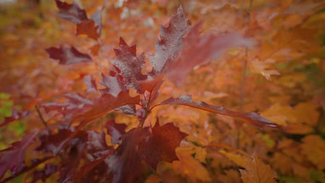 a close-up orbit shot of the bright oak tree autumn leaves