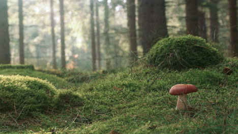 Mujer-Camina-Por-Un-Hongo-Perfecto-En-El-Bosque-Nórdico