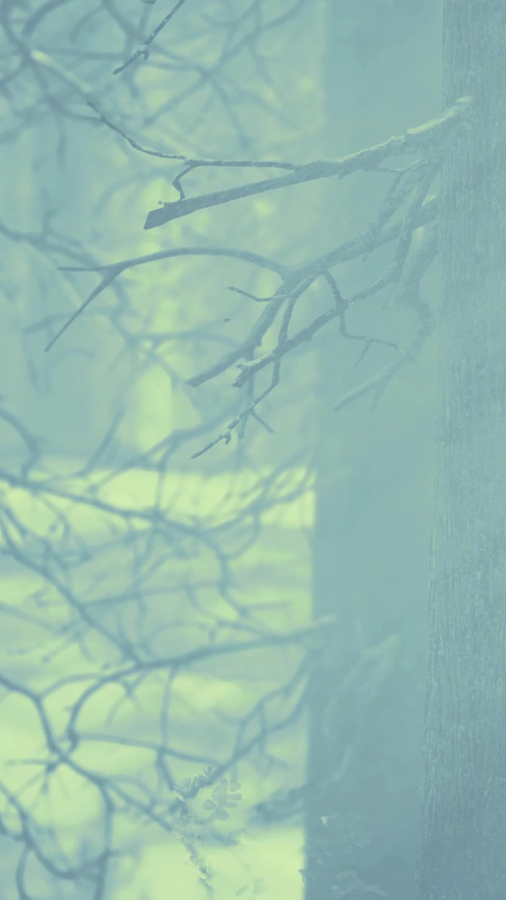 Shadows on trees in a forest during winter season with fog and snow