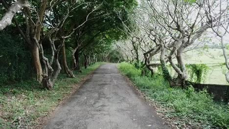 spooky tree lined road in calatagan, batangas. a province in the philippines.