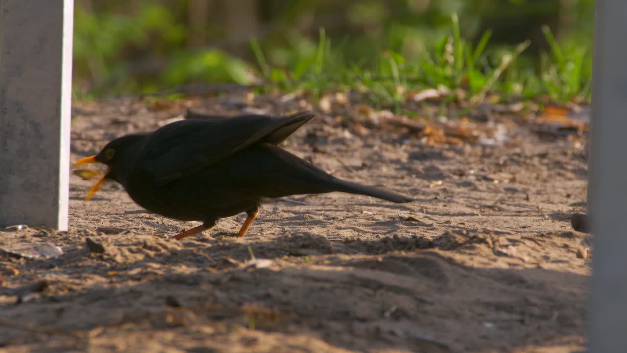 블랙버드 turdus merula 아침에 먹이