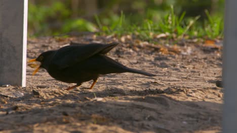 Mirlo-Turdus-Merula-Alimentándose-En-La-Mañana