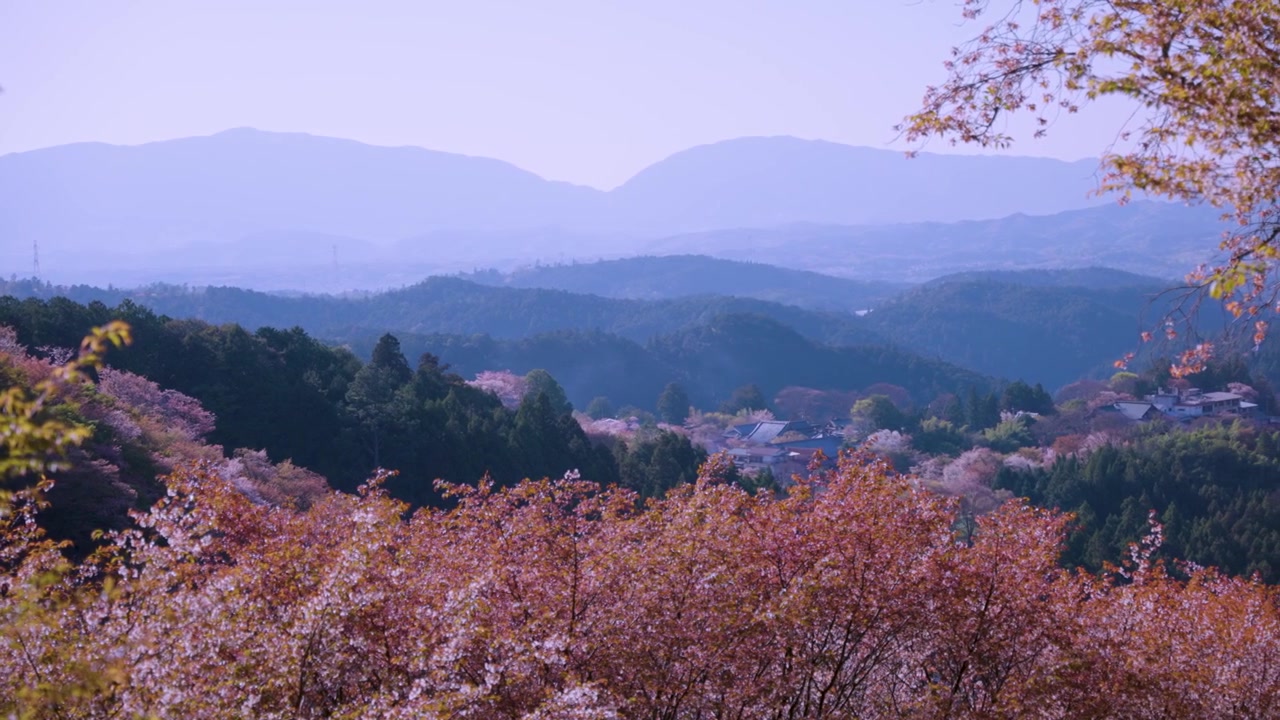 奈良、日本の吉野桜山での素晴らしい朝。