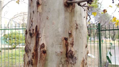 el tronco de un árbol antiguo golpeado por los años, la textura natural en otoño