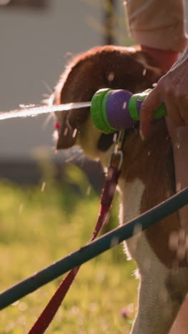 close-up of hand holding water hose spraying stream of water outdoors, with dog standing between legs, creating refreshing summer atmosphere, sunlight reflects off water droplets