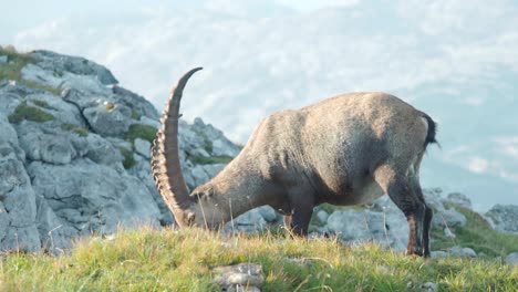 MEDIUM-SHOT-Alpine-ibex-eating-leisurely-along-the-slopes-of-Schneibstein-Austria