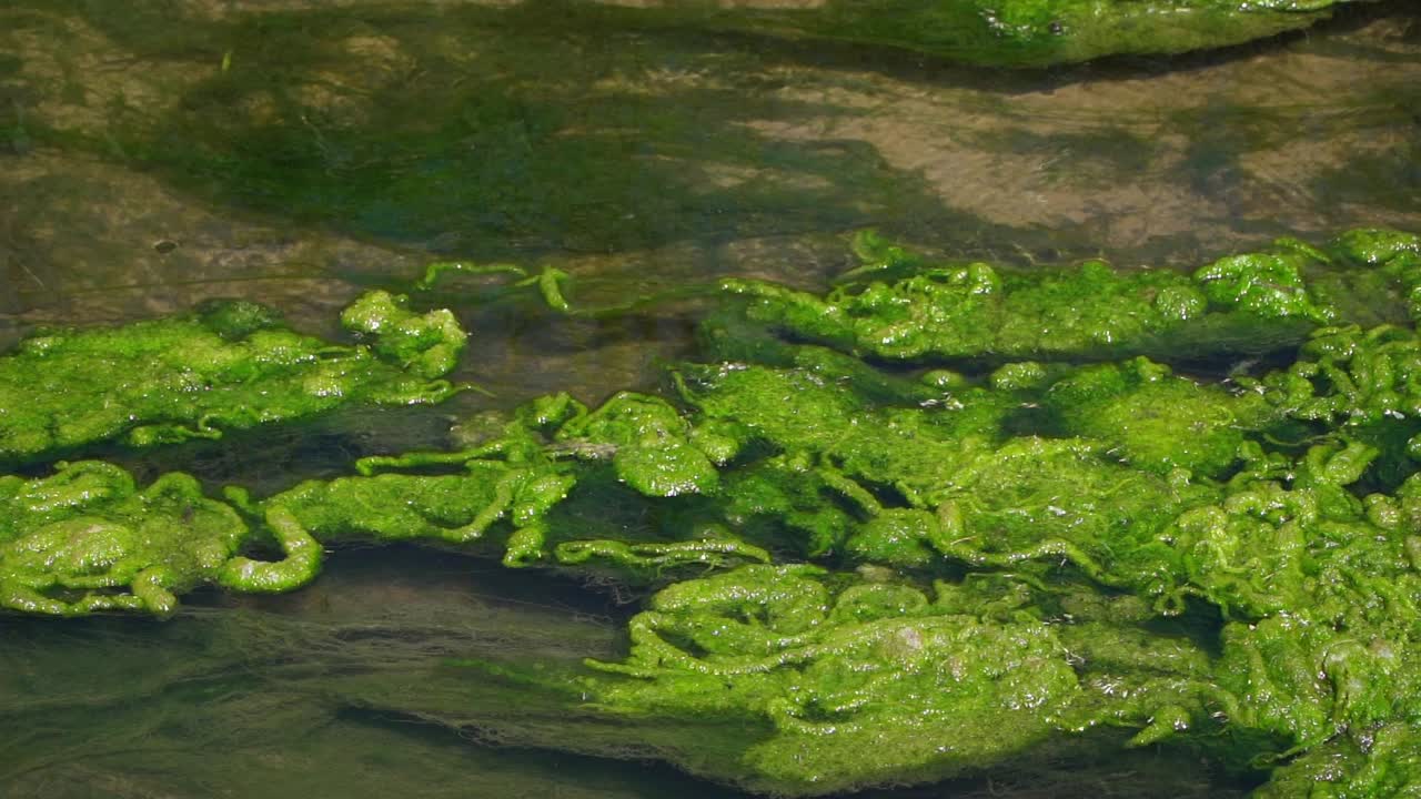 el agua fluye en un canal de drenaje lleno de algas