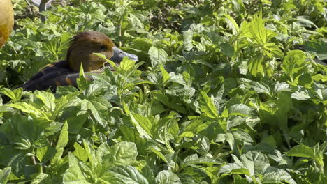 a little brown duck taking a sleep between some green plants in broad daylight