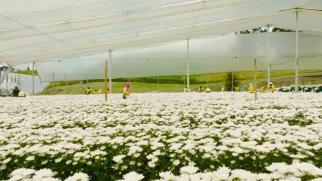 Indoor-cultivation-or-seedbed-of-white-flowers