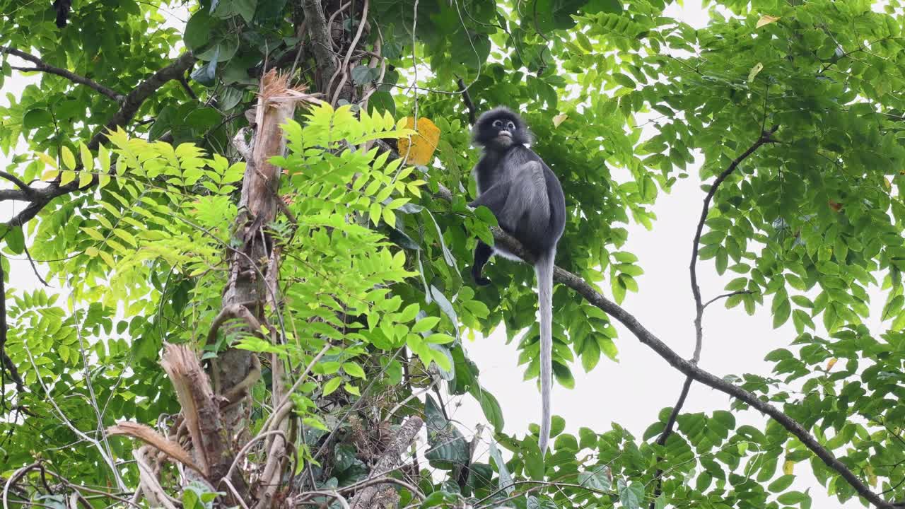 mono de hoja oscura, trachypithecus obscurus, un individuo sentado en un pequeño árbol caído colocado en diagonal por la tarde mientras mira hacia la cámara en el parque nacional kaeng krachan