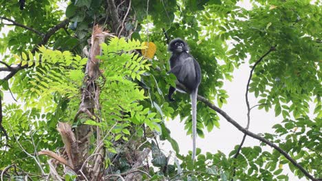 Dusky-Leaf-Monkey,-Trachypithecus-Obscurus,-Eine-Person,-Die-Am-Nachmittag-Auf-Einem-Diagonal-Platzierten,-Umgestürzten-Kleinen-Baum-Sitzt,-Während-Sie-Im-Kaeng-krachan-Nationalpark-Auf-Die-Kamera-Hinunterschaut