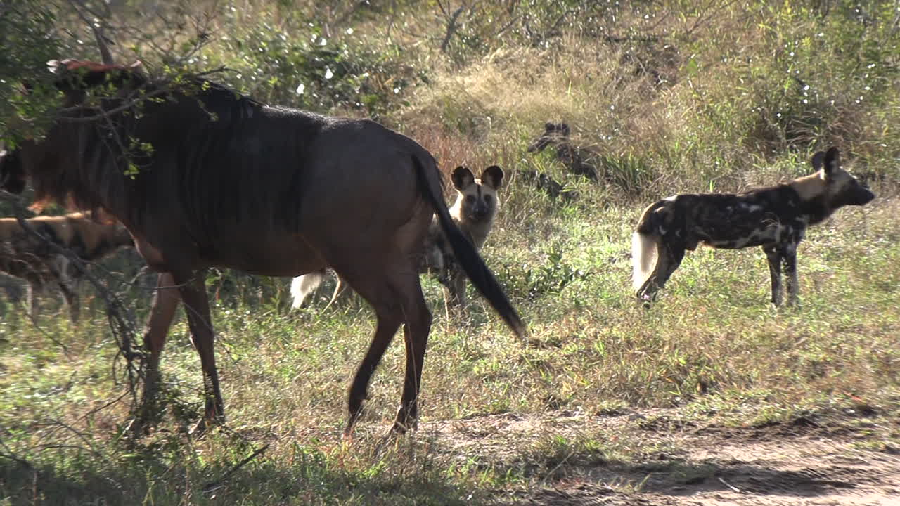 아프리카 야생 강아지 들 이 고 ⁇ 도치 를 괴롭히고 있다
