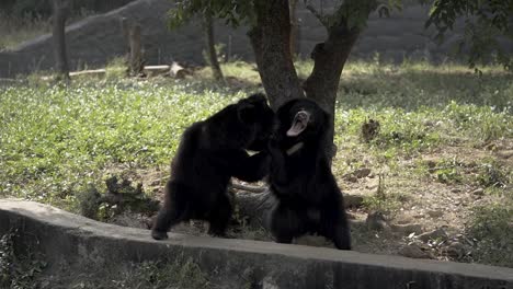 Osos-Negros-Peleando-En-El-Parque-Nacional