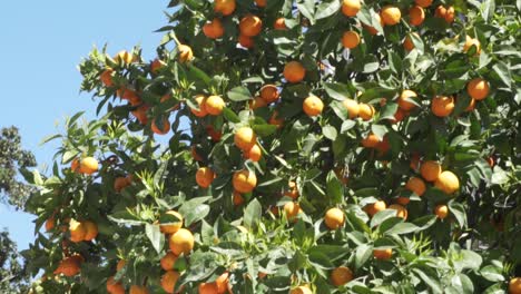 orange tree on a sunny spring day in spain