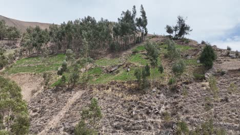 Ascending-aerial-reveal-shot-over-trees-of-peru