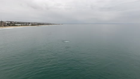 Aerial-of-school-of-Dolphins-swimming-along-coat-of-South-Africa