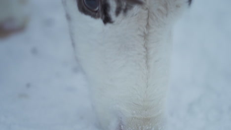 Cerrar-Cámara-Lenta-De-Ojos-De-Renos-Comiendo-Comida-De-Un-Suelo-Congelado-En-Laponia-Finlandia