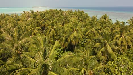 drone flight through the tops of palm trees over the road towards the turquoise water and the horizon