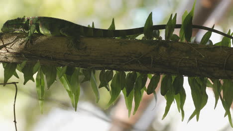 Grüner-Leguan-Mit-Vorbeiziehenden-Ameisen,-Während-Er-Auf-Einem-Baumstamm-Im-Amazonischen-Regenwald-Von-Brasilien-Ruht