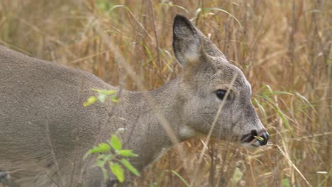 Side-view-of-a-female-roe-deer-slow-and-carefully-walking-across-a-field-in-northern-Sweden