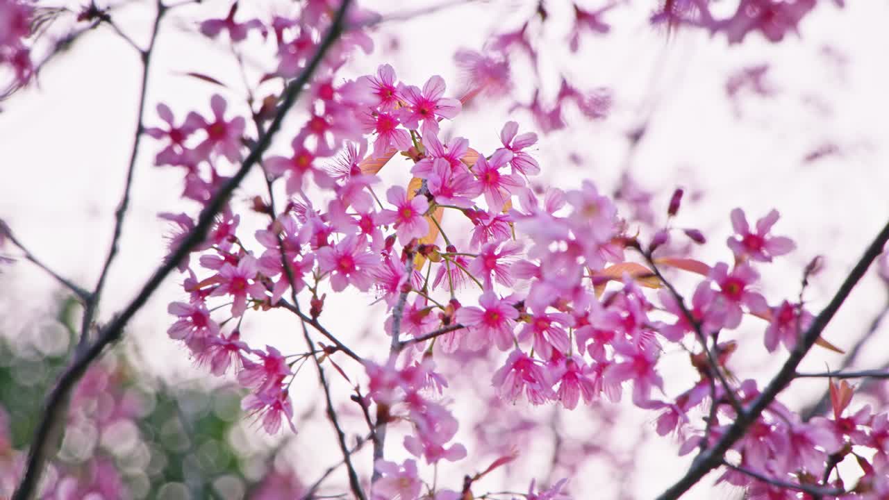 봄에 분홍색 체리 꽃