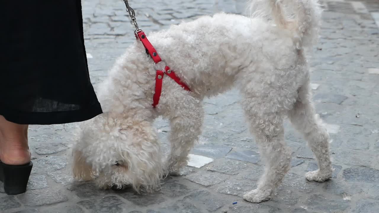 White poodle on leash sniffing pavement