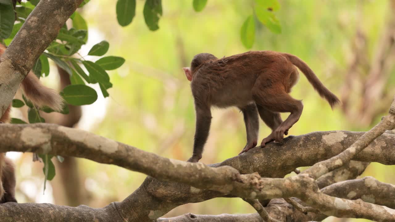 Macaques in nature. Macaques constitute a genus (Macaca) of gregarious monkeys. Macaques are found in a variety of habitats throughout the Asian continent and are highly adaptable